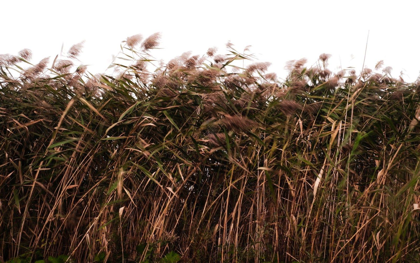 prairie grass close up, wind-bent